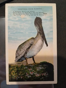 Grüße aus Florida - Pelikan - Postkarte grob - siehe Bilder  - Bild 1 von 3