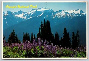 Postcard6 x 4 Mount Olympus Mountains Washington  [kd] - Picture 1 of 2