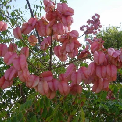 CHINESE FLAMETREE Koelreuteria Bipinnata 5,10,20 SEEDS - Image 1 of 3