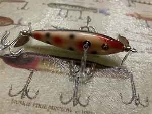 Alte Südkurve Unterwasser Elritze in schönem Fleckmuster mit Kiemenlinien. - Bild 1 von 12