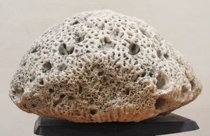 Natürliches großes weißes Korallenfossil, Ozeansalzwasser schwer, Aquarium 9 Pfund - Bild 1 von 9