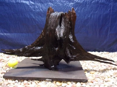Large Driftwood Mounted on Slate 11"x21"x07" Aquarium Reptile Natural Art   - Image 1 of 4