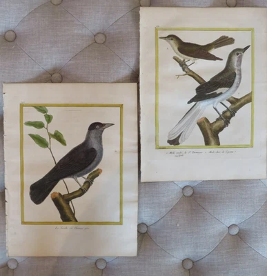 Martinet Birds - Siglo XVIII, Histoire Naturelle des Oiseaux, Pl #523 y 558 Foto 1 de 4