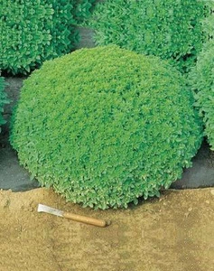 Basilikum Fine Verde - 20+ Samen - DEKORATIV und DUFTEND! - F 046 - Bild 1 von 1