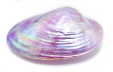 Dyed Purple Clam Shell (Whole Shell) 4-5" Polished Seashell Beach Decor Crafts