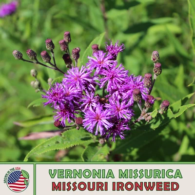 200 Missouri Ironweed Seeds, Vernonia missurica, Bee & Butterfly Attractor - Image 1 of 2