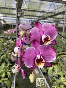 Phal. Joy Angel Voice "Mosaic Glass" MC - Picture 1 of 1