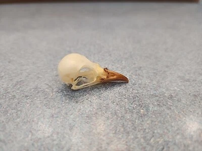 BNK43 Bulbo Cabeza hollín Real Criado en Cautividad Calavera Taxidermia Foto 1 de 3