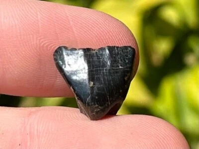 NICE Iguanodon Dinosaur Tooth Fossil Hastings UK Cretaceous Age Dino Teeth - Image 1 of 4