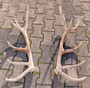 Kapitales Hirschgeweih Rotwild Paar, gerade Abwurfstangen 14 Ender - Bild 1 von 7