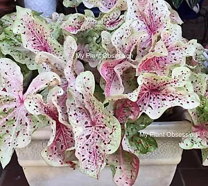 Caladium 'Miss Muffet' Size #2(2 bulbs) - Picture 1 of 2