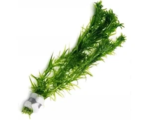 Elodea Densa Aquarium Fish Tank Plant Landscaping Ecosphere Terrarium OnlyPlants - Picture 1 of 1