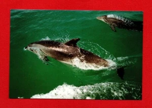 Nueva Zelanda postal DELFINES animales marinos vida marina peces foca cangrejo - Imagen 1 de 2