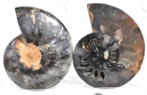 Large Black Ammonite PAIR Deep Crystals XXXXLG 7.4" 188mm 110myo fossil 3148uo - Picture 1 of 9