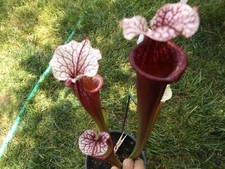 2023 seed cross ELLIE WANG X ELLIE WANG sarracenia carnivorous plant seeds