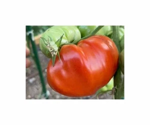 10x Tomate Country Taste F1 EKO Gemüse Pflanzen - Samen K473 - Picture 1 of 5