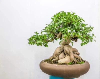 Semillas de árbol ficus bonsai para crecer - 25+ semillas - hechas en EE. UU. Foto 1 de 2