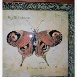 Arte da parete vintage Papilionidae Butterfly di Arnie Fisk - incorniciata - Foto 1 di 4