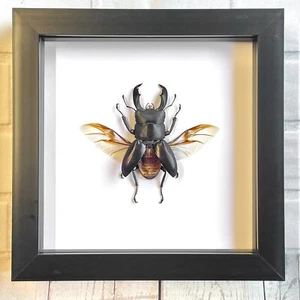 Escarabajo ciervo negro gigante (Dorcus titanus) caja profunda marco exhibición insecto - Imagen 1 de 3