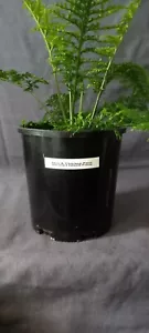 Rare Hen & Chicken Fern 'Stewart Island Form' - Picture 1 of 7