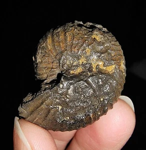 AMAZING AMMONITE!!GRIESBACHITES TRIASSIC FROM TIMOR, INDONESIA 34MM - Picture 1 of 7