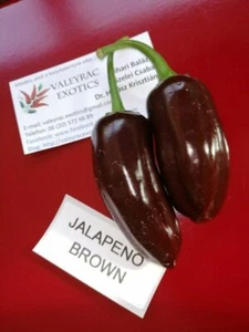Brown Jalapeno Chili - 5+ seeds - Heirloom Vegetable Seeds! - Ch 199 - Picture 1 of 1