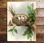Tree Branch Ivy Leaves Birds  Nest Eggs Metal Sign Plaque