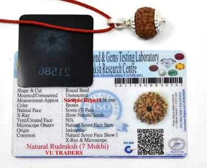 7 Mukhi Rudraksha / Seven Face Rudraksha Java Bead Size 15-17 MM --Lab Certified - Picture 1 of 3