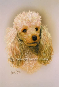 Estampado de estudio de cabeza de caniche de Robert J. May - Imagen 1 de 1