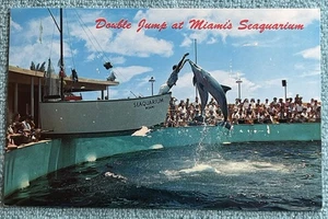 Double Jump At Miami's Seaquarium Postcard Dolphins Trainer - Picture 1 of 7