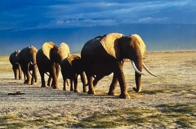 Thomas D. Mangelsen's “The Long Journey” Limited Edition Signed Photo #293/1200  - Image 1 of 4