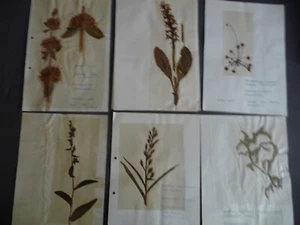 Herbarium mit ca. 180 Pflanzen, 1960 - 1975, auch einige Orchideen - Bild 1 von 5