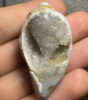 1.772 in. Druzy Quartz Crystals In Chalcedony Gastropod Shell Fossil Snail India - Image 1 of 4