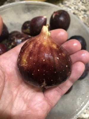 ONE (1) ROOTED FIG TREE: Ronde Du Bordeaux Fig Tree. Shipped USPS Priority Mail! - Image 1 of 4