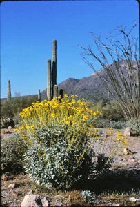 KODACHROME FARBFOLIE 1982 - ARIZONA WÜSTE - EINZIGARTIGE ORIGINAL - Bild 1 von 1