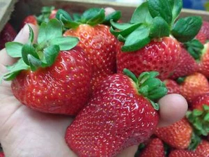 Fresones Cuatro Estaciones ( 1 gramo 3000 semillas - seeds - Freson Fresas Fresa - Imagen 1 de 1
