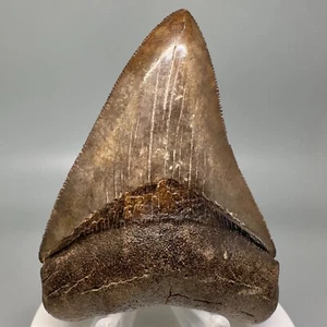 Braun/rot 3,30 Zoll fossiler MEGALODON Haizahn - Saint Mary's River, GA - Bild 1 von 7