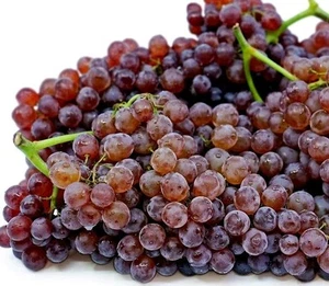 **2pcs Red & Purple Champagne ๐ Table Grape Vine Cutting** Grow Your Own::. - Picture 1 of 1