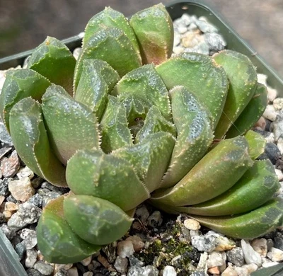 Planta de cactus suculenta híbrida Haworthia 'Mantelii' Foto 1 de 2