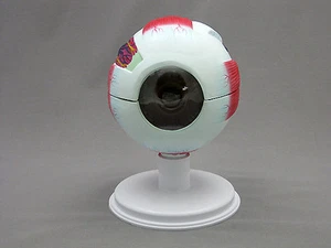 6 Part Giant Eye Model Anatomical Model, NEW - Picture 1 of 7