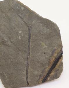 Pflanze, Rellimia hostinensis, Devon, Givet, Prag-Hlubocepy, CZE -i168 - Picture 1 of 3