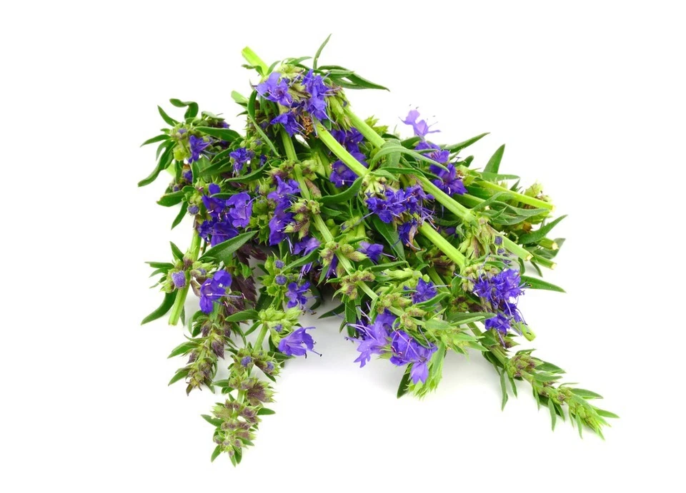 1000 semi Ysop Hyssopus officinalis magnete api nettare piante erbe giardino - Immagine 1 di 1