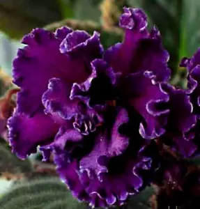 African Violet PLANT ~ MA'S PURPLE POODLE (Robinson) VARIEGATED! Young Plant - Picture 1 of 3