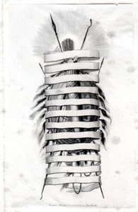 ABN 'Symbolic Wrap' Vignette Proof on India on Card Intaglio 1800s - Picture 1 of 3