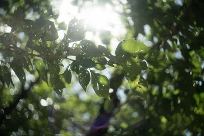 罕见 拆解和清洁 Helios-44-2 58 毫米 F2 斑马图案 Helios 44-2 M42  — 第 1/4 张图片