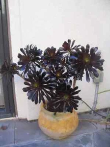 TWO (2 ) 5" Cuttings Black Rose Aeonium arboreum SCHWARZKOPF Zwartkop Succulent - Picture 1 of 2