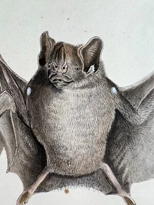 Handkolorierte LITHOGRAPHIE WEBER / NATTERER TIERE - Bild 1 von 11