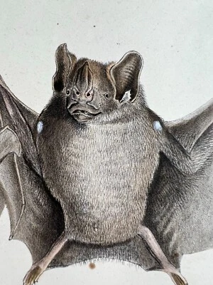 Handkolorierte LITHOGRAPHIE WEBER / NATTERER TIERE - Bild 1 von 4