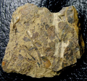 Museumsqualität älteste silurische fossile Landpflanze - Cooksonia - Bild 1 von 4