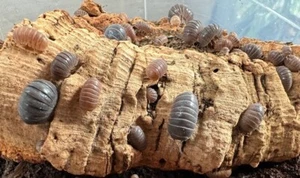 Isopods Armadillo Officinalis Sicily Isopod 10 Mixed Sizes - Picture 1 of 1